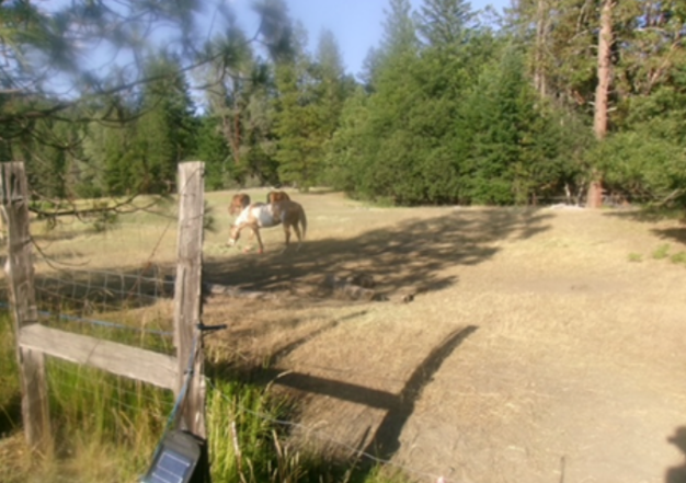 The horse pasture from an outside perspective. Ukiah is in front and behind him on the left is another horse named Chili. To the right of Chili is Colt. 