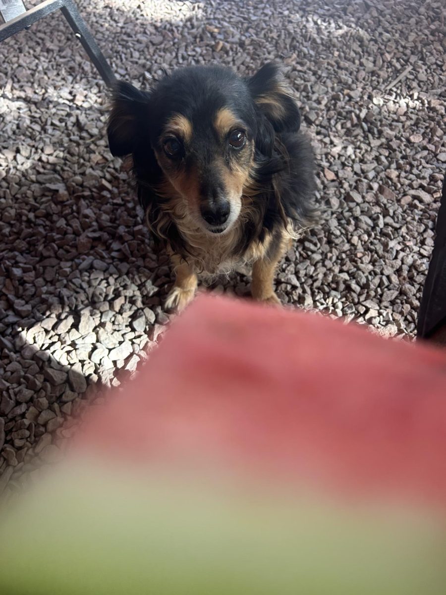My furry friend, whose name I have already forgotten.