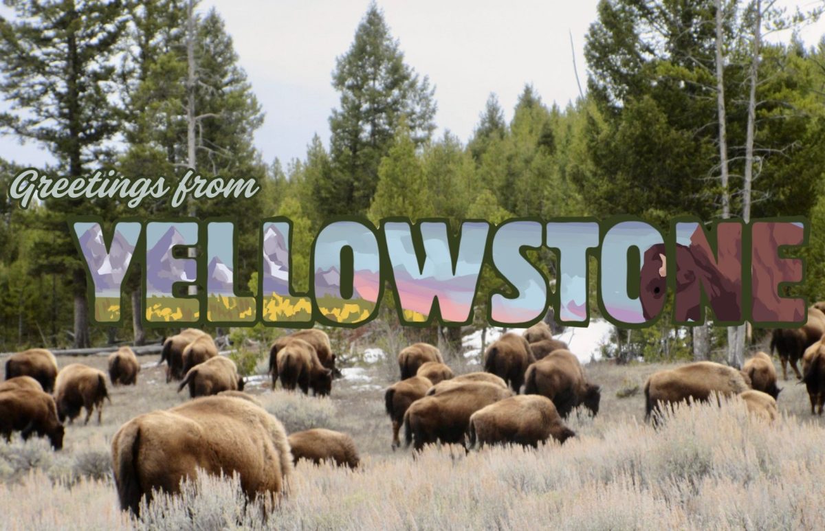 POSTCARD: Yellowstone National Park